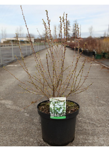 PRUNUS glandulosa ALBA PLENA En pot de 10-12 litres