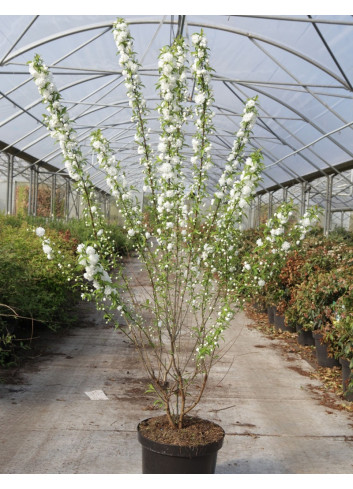 PRUNUS glandulosa ALBA PLENA En pot de 10-12 litres