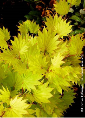 ACER shirasawanum AUREUM