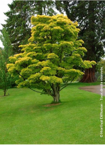 ACER shirasawanum AUREUM