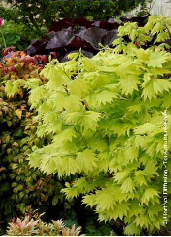 ACER shirasawanum AUREUM