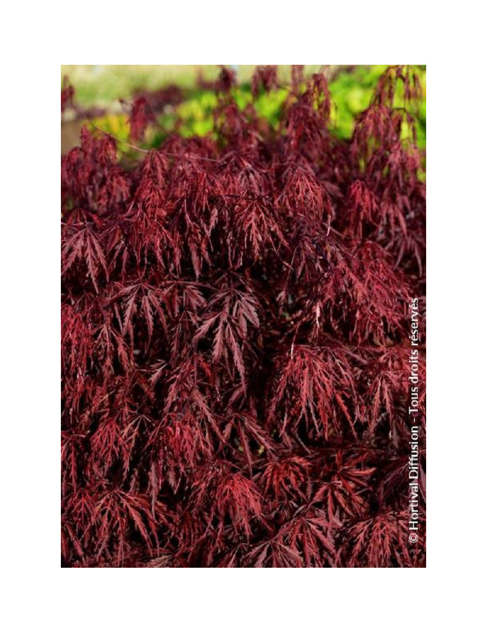 ACER palmatum DISSECTUM FIRECRACKER