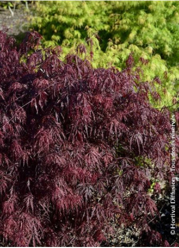 ACER palmatum DISSECTUM FIRECRACKER