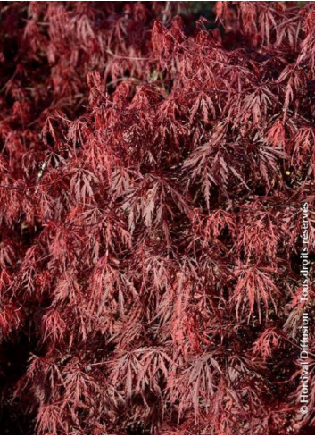 ACER palmatum DISSECTUM FIRECRACKER