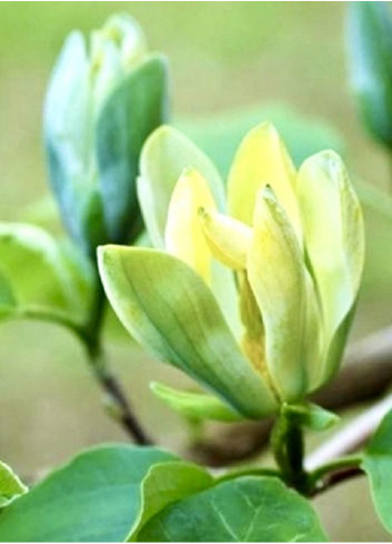 MAGNOLIA acuminata BLUE OPAL