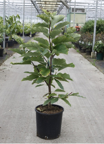 MAGNOLIA acuminata BLUE OPAL En pot de 12-15 litres