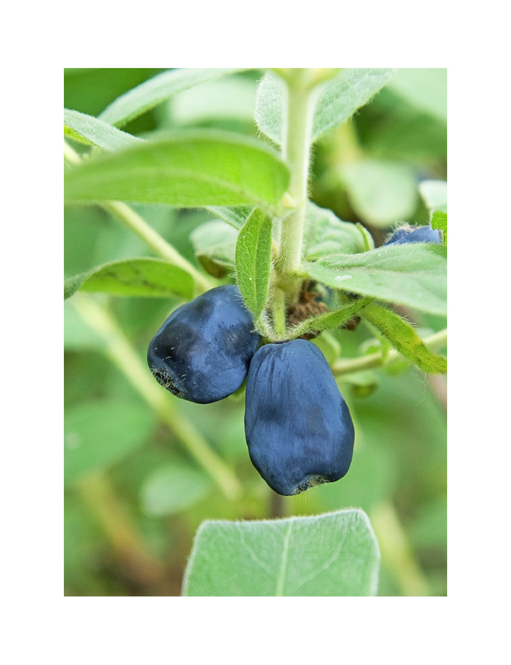 LONICERA kamtschatica BLUE VELVET