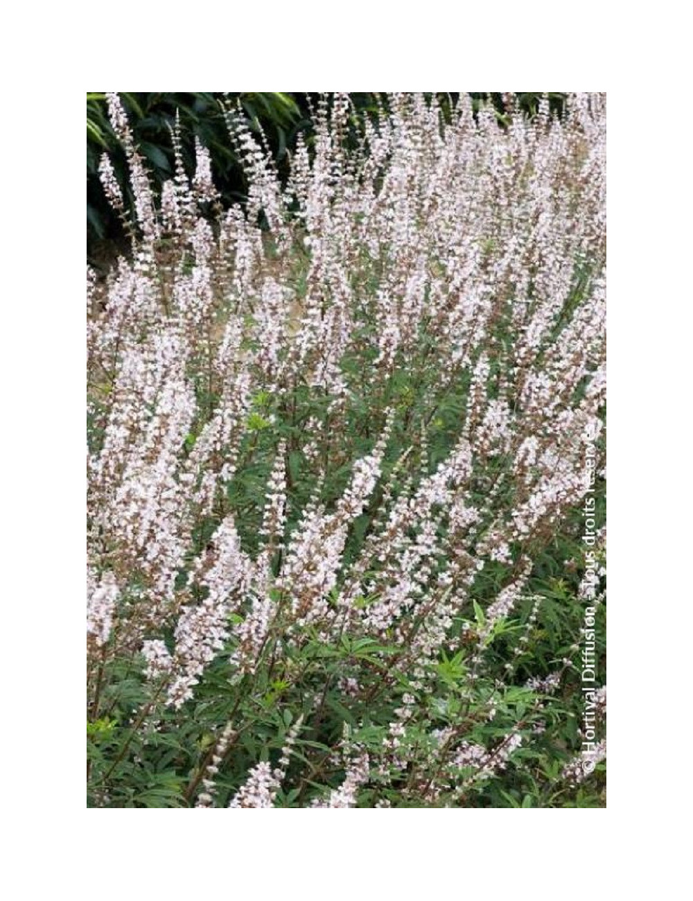 VITEX agnus-castus ALBUS