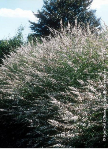 VITEX agnus-castus ALBUS