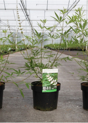 VITEX agnus-castus ALBUS En pot de 3-4 litres