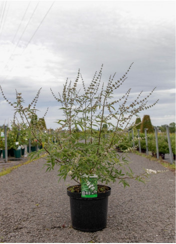 VITEX agnus-castus ALBUS En pot de 10-12 litres