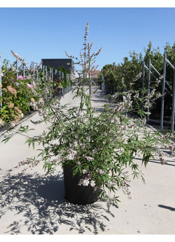 VITEX agnus-castus ALBUS En pot de 25-30 litres