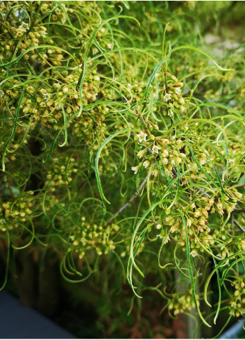 FRANGULA alnus ASPLENIIFOLIA