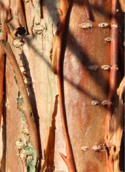 CHIONANTHUS retusus