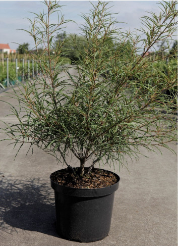 FRANGULA alnus ASPLENIIFOLIA En pot de 10-12 litres