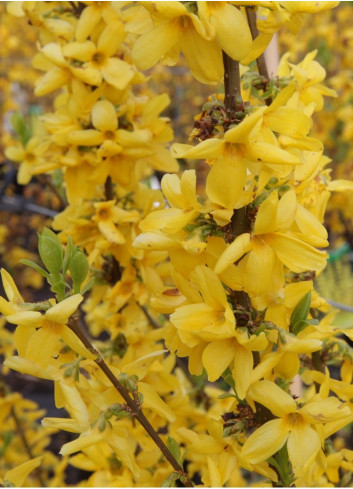 FORSYTHIA intermedia GOLDRAUSCH