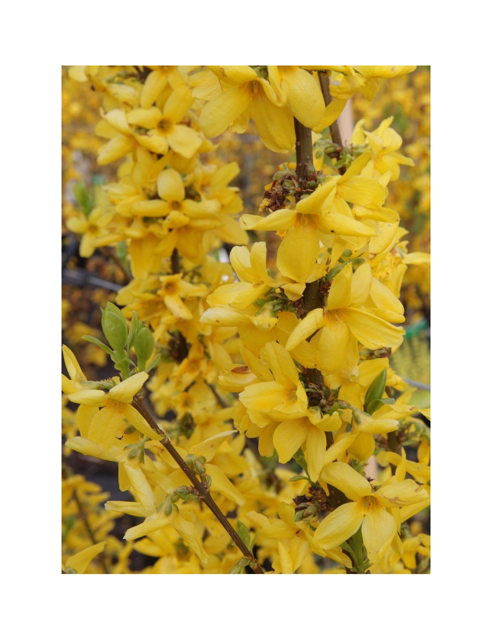 FORSYTHIA intermedia GOLDRAUSCH