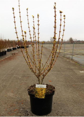 FORSYTHIA intermedia GOLDRAUSCH En pot de 10-12 litres