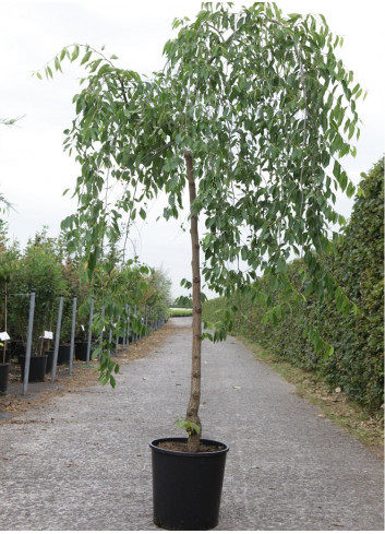 ULMUS pendula MAURO En pot de 15-20 litres forme tige hauteur du tronc 110-130 cm