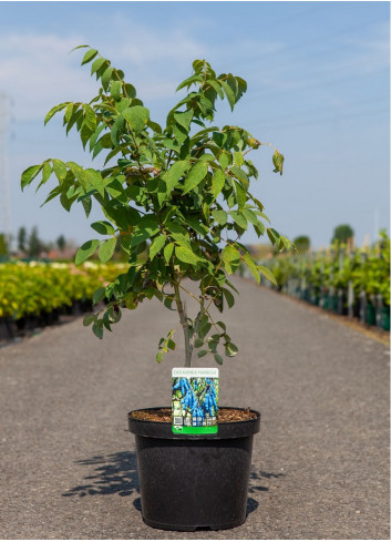 DECAISNEA fargesii En pot de 10-12 litres