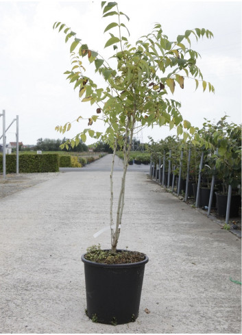 DECAISNEA fargesii En pot de 15-20 litres