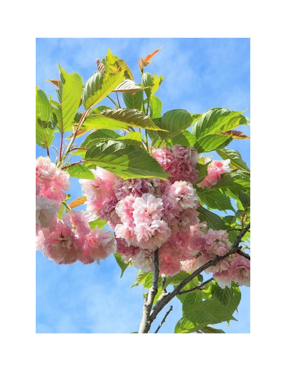 PRUNUS serrulata PINK PERFECTION