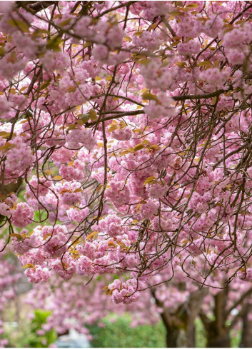 PRUNUS serrulata PINK PERFECTION