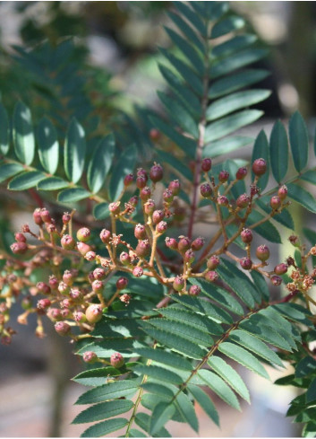 SORBUS vilmorinii