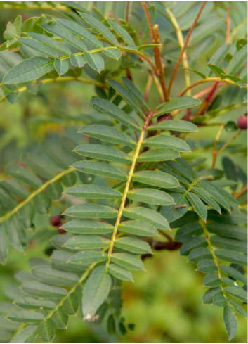 SORBUS vilmorinii