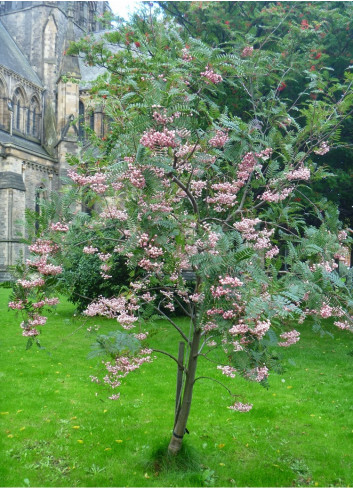 SORBUS vilmorinii