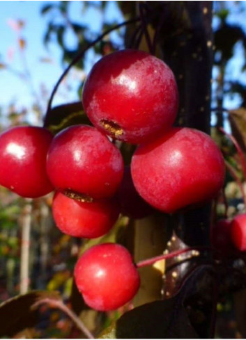 MALUS toringo SCARLETT