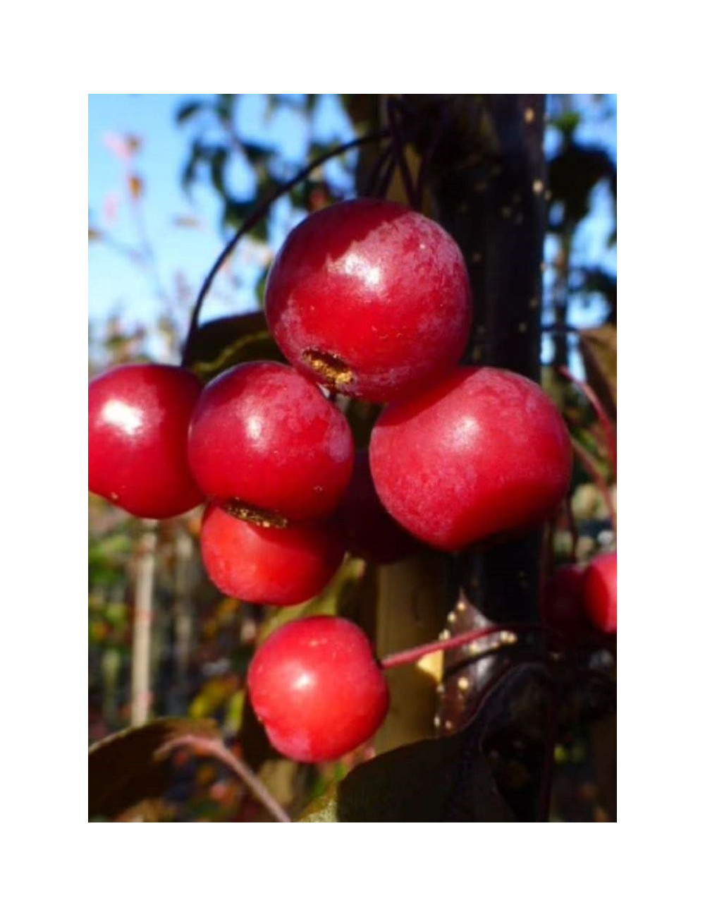 MALUS toringo SCARLETT