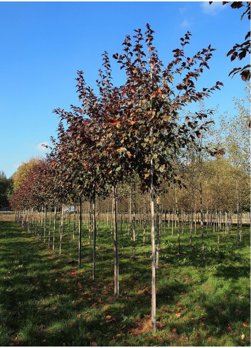 MALUS toringo SCARLETT