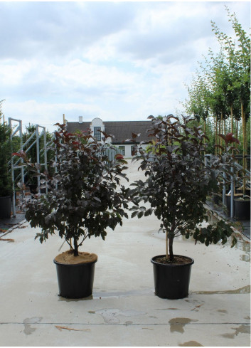 MALUS toringo SCARLETT En pot de 12-15 litres forme buisson hauteur 080-100 cm