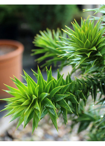 ARAUCARIA araucana