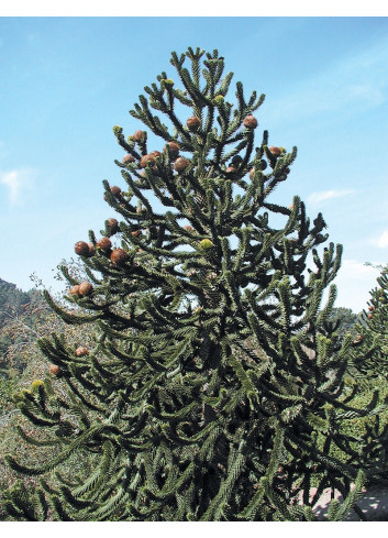 ARAUCARIA araucana