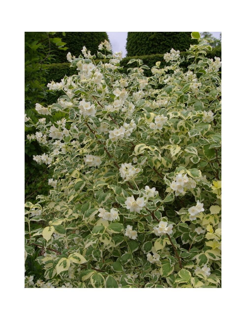 PHILADELPHUS coronarius VARIEGATUS