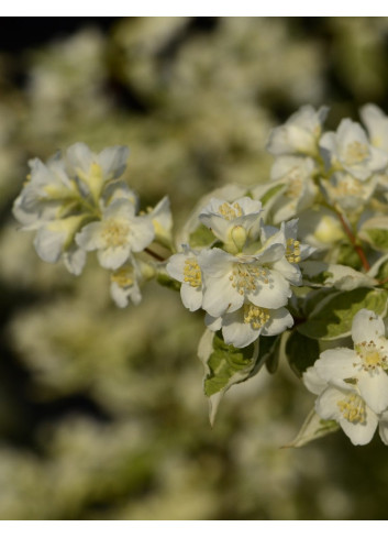 PHILADELPHUS coronarius VARIEGATUS