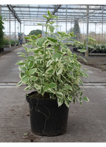 PHILADELPHUS coronarius VARIEGATUS En pot de 10-12 litres