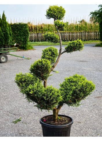 Bonsaï de jardin - CUPRESSOCYPARIS leylandii CASTLEWELLAN GOLD