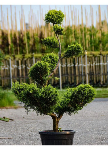 Bonsaï de jardin - CUPRESSOCYPARIS leylandii CASTLEWELLAN GOLD