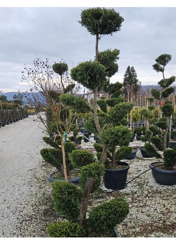 Bonsaï de jardin - CUPRESSOCYPARIS leylandii CASTLEWELLAN GOLD