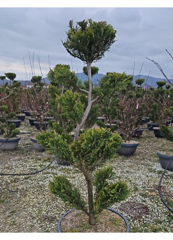 Bonsaï de jardin - CUPRESSOCYPARIS leylandii CASTLEWELLAN GOLD