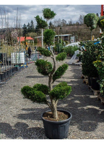 Bonsaï de jardin - CUPRESSOCYPARIS leylandii