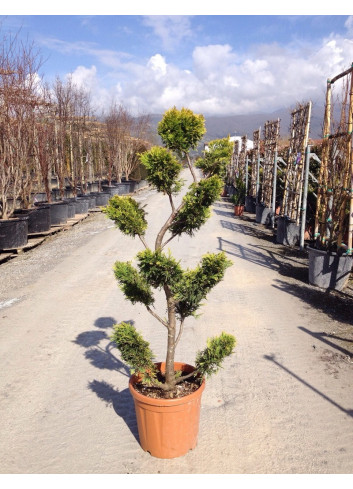 Bonsaï de jardin - CUPRESSOCYPARIS leylandii Gold Rider