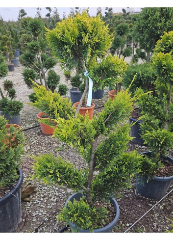 Bonsaï de jardin - CUPRESSOCYPARIS leylandii Gold Rider