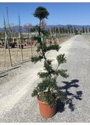 Bonsaï de jardin - ILEX crenata KINME