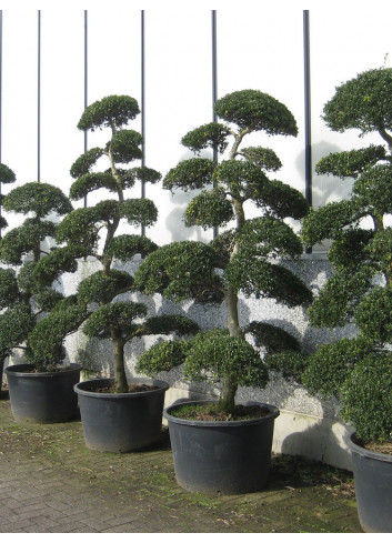 Bonsaï de jardin - ILEX crenata KINME