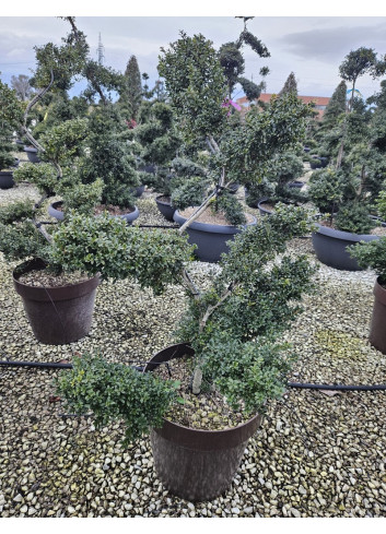 Bonsaï de jardin - ILEX crenata KINME