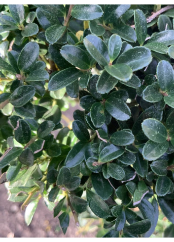 Bonsaï de jardin - ILEX crenata KINME